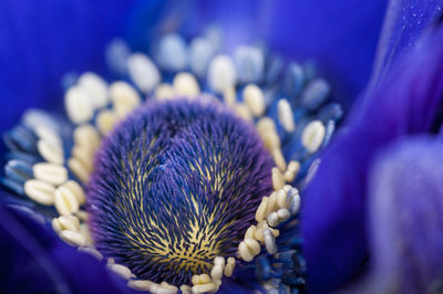 Close-up of purple flowering plant