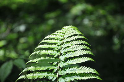 Close-up of fern leaves