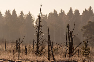 Trees on field in forest