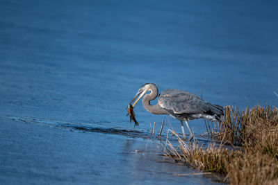 High angle view of gray heron on lake