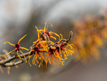 Close-up of wilted plant against blurred background