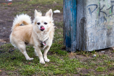 Close-up portrait of white dog