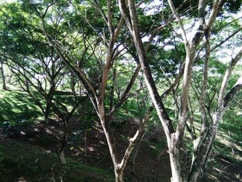 Trees in forest