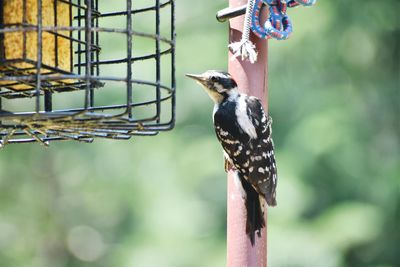 Close-up of bird perching on a feeder