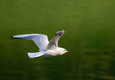 Seagull flying