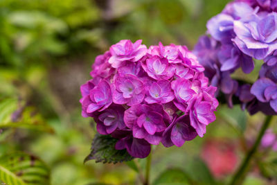 Close-up of purple flowering plant