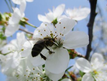 Close-up of white flowers