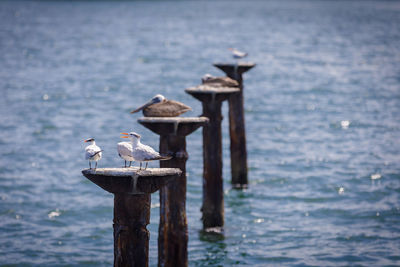 A few gulls and polikanov sitting on wooden poles in the sea.