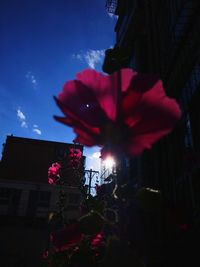 Low angle view of pink flower against buildings in city