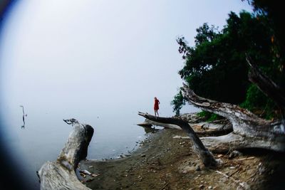 Trees on rocks