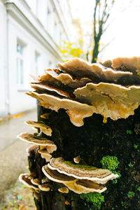 Close-up of mushroom growing outdoors