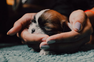 Person holding dog