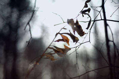 Close-up of insect on plant