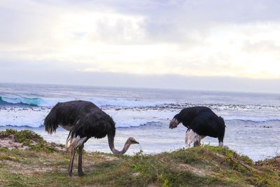 Flock of sheep on beach