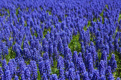 Full frame shot of purple flowering plants on field