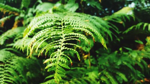 Fern / polypodiosida in the field 