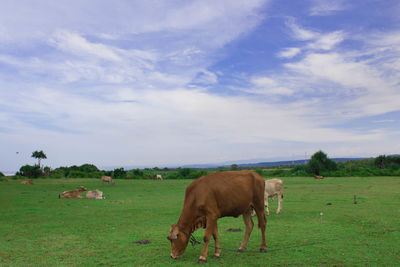 Cows grazing in a field