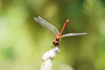 Libelle / blutrote heidelibelle sympetrum sanguineum