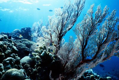 Low angle view of coral swimming in sea