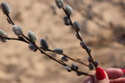 Close-up of woman hand folding pussy willow bud