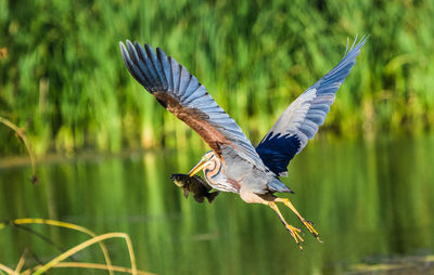 View of bird flying over lake
