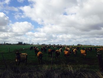 Cows grazing on field against sky