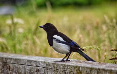 Magpie chill time