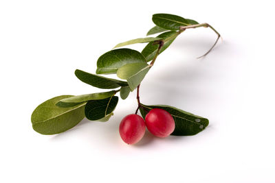 Close-up of berries against white background