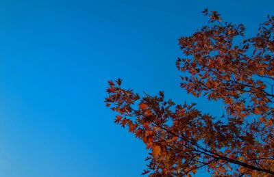 Low angle view of trees against clear blue sky