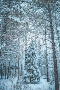 Snow covered trees in forest