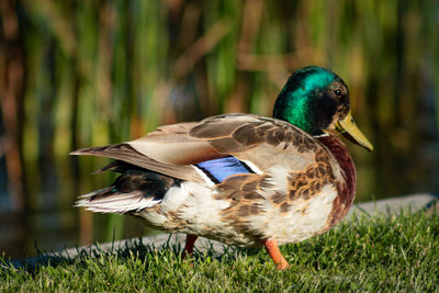 Close-up of a duck