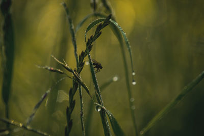Close-up of plant growing outdoors
