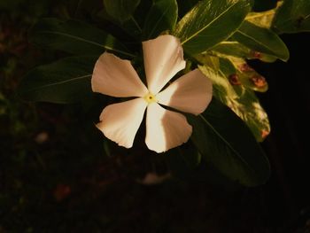 Close-up of frangipani blooming outdoors