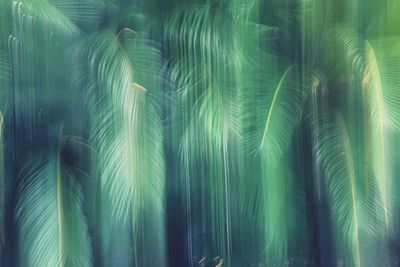 Full frame shot of palm leaf