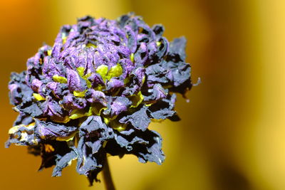 Close-up of purple flowering plant
