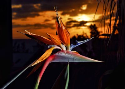 Close-up of orange leaves