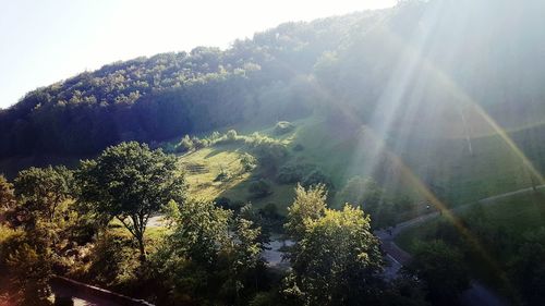 Sun shining through trees