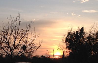 Silhouette of trees at sunset