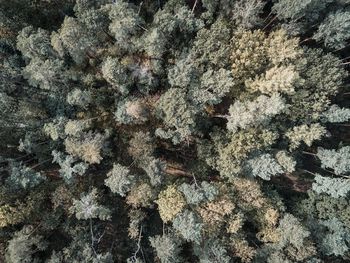 Full frame shot of trees in forest