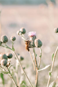 Close-up of insect on plant