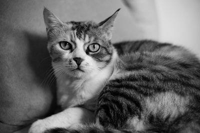 Close-up portrait of a cat