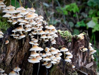 Close-up of mushrooms growing on field in forest