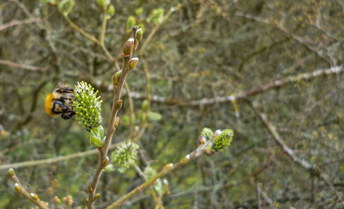 Close up of a plant