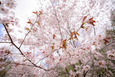 Close-up of cherry blossom