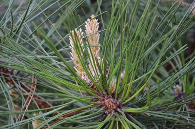 High angle view of pine tree on field