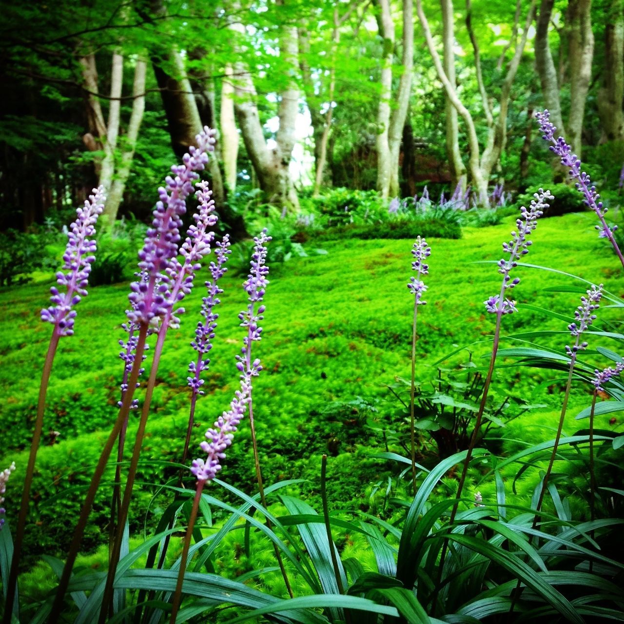 flower, growth, freshness, beauty in nature, purple, nature, green color, plant, tree, tranquility, fragility, tranquil scene, forest, blooming, in bloom, blossom, stem, scenics, tree trunk, field