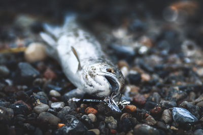 Close-up of dead fish on stones