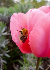 Close-up of bee on pink flower
