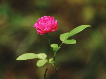 Close-up of pink flower blooming outdoors