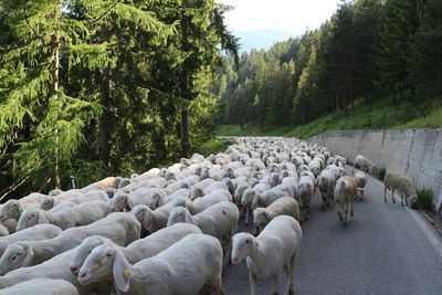 View of sheep on road